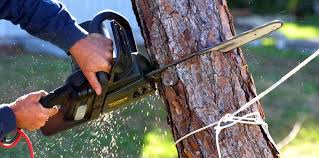Best Firewood Processing and Delivery  in Brookville, IN