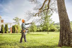 Professional Tree Removal in Brookville, IN