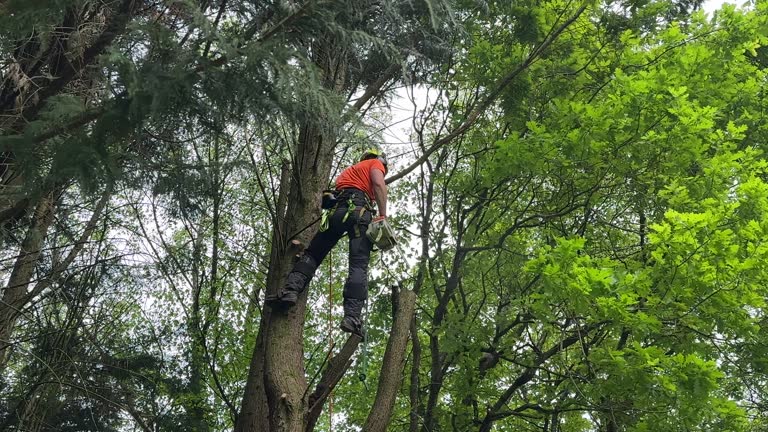 Best Tree Removal  in Brookville, IN