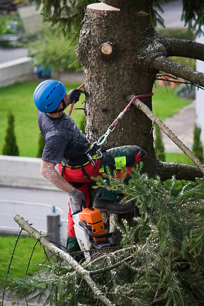 Best Tree Health Inspection  in Brookville, IN
