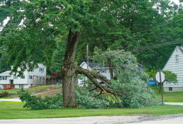 Best Arborist Consultation Services  in Brookville, IN
