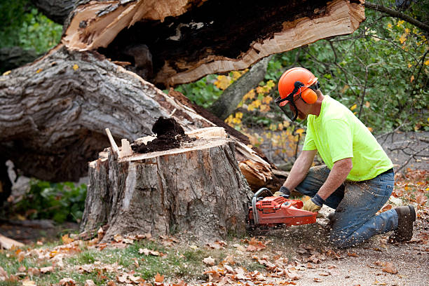 Best Lawn Maintenance Plans  in Brookville, IN
